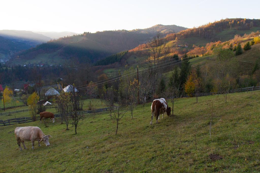 Kings Valley - Sunny Botesti Cimpeni Bagian luar foto